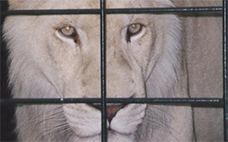 Львица в клетке