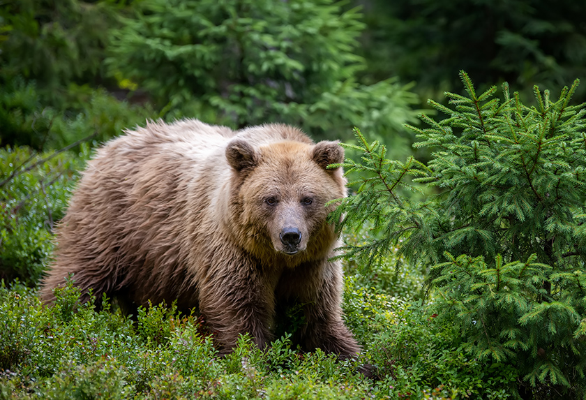 Originalbild Originalbild