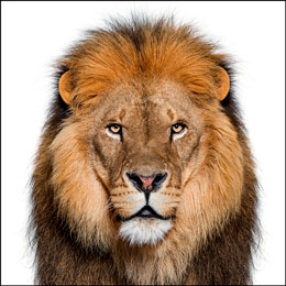 Фотография льва, с которой берется фрагмент