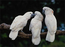 Imagen con tres papagayos